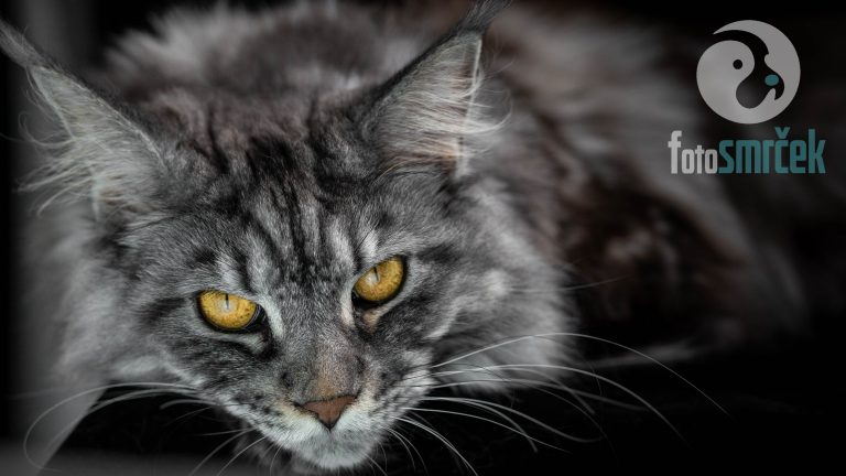 Portret maine coon mačke z dolgim kožuhom